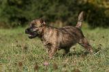 CAIRN TERRIER 519